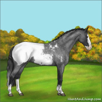 Horse Color:Blue Roan Splash Appaloosa 