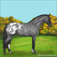 Horse Color:Blue Roan Appaloosa 