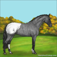 Horse Color:Blue Roan Snowcap 