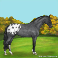 Horse Color:Blue Roan Appaloosa 