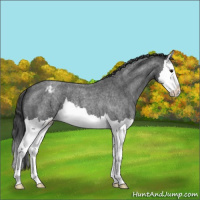 Horse Color:Blue Roan Splash Appaloosa