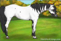 Horse Color:Black Near Fewspot 