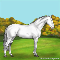 Horse Color:Blue Roan Fewspot 