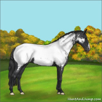 Horse Color:Blue Roan Near Fewspot 