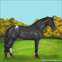Horse Color:Blue Roan Appaloosa Rabicano 