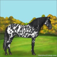 Horse Color:White Spotted Blue Roan Appaloosa