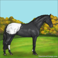 Horse Color:Blue Roan Appaloosa Rabicano
