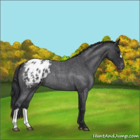 Horse Color:Blue Roan Appaloosa 