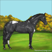 Horse Color:White Spotted Blue Roan Varnish 