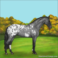 Horse Color:Blue Roan Appaloosa 