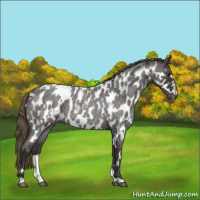 Horse Color:White Spotted Smoky Blue Roan Near Leopard 