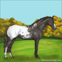 Horse Color:Smoky Blue Roan Appaloosa 