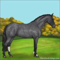 Horse Color:Blue Roan Varnish 