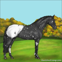 Horse Color:White Spotted Blue Roan Snowcap 