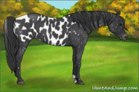 Horse Color:Blue Roan Near Leopard