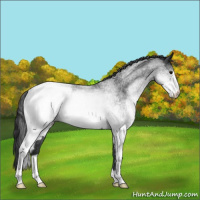 Horse Color:White Spotted Blue Roan Varnish Rabicano 