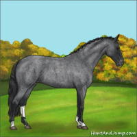 Horse Color:Blue Roan Appaloosa