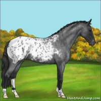 Horse Color:Blue Roan Appaloosa 