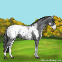 Horse Color:White Spotted Blue Roan Appaloosa 