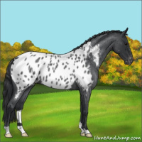 Horse Color:Blue Roan Appaloosa 