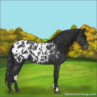 Horse Color:Blue Roan Appaloosa