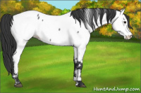 Horse Color:Blue Roan Appaloosa 