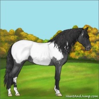 Horse Color:Blue Roan Near Fewspot
