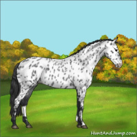 Horse Color:Blue Roan Near Leopard 