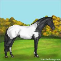 Horse Color:Blue Roan Near Fewspot 