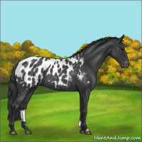 Horse Color:Blue Roan Appaloosa 