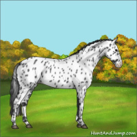 Horse Color:Blue Roan Near Leopard 