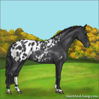 Horse Color:Blue Roan Near Leopard 