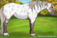 Horse Color:Silver Grullo Appaloosa 
