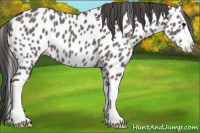 Horse Color:Grullo Splash Appaloosa 
