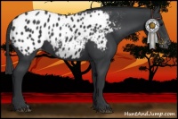 Horse Color:Black Appaloosa 