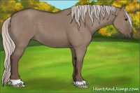 Horse Color:Silver Grullo 