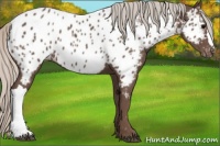 Horse Color:Silver Black Appaloosa 