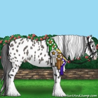Horse Color:Grullo Appaloosa 