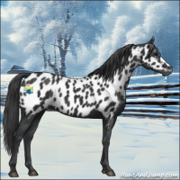 Horse Color:Black Appaloosa 