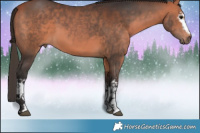 Horse Color:White Spotted Bay 