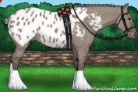 Horse Color:Silver Grullo Appaloosa 