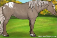 Horse Color:Silver Grullo Roan Appaloosa 