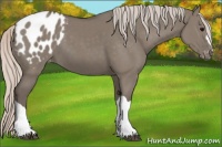 Horse Color:Silver Grullo Appaloosa