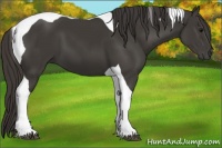 Horse Color:Smoky Black Tobiano 