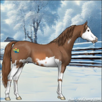 Horse Color:Chestnut Splash and Chestnut Splash Frame