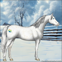 Horse Color:Cremello Appaloosa 