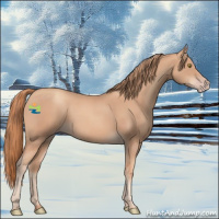 Horse Color:Gold Champagne 
