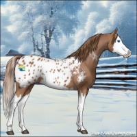 Horse Color:Chestnut Splash Appaloosa 