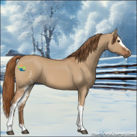 Horse Color:White Spotted Red Dun 