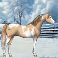 Horse Color:Gold Champagne Splash Tobiano 